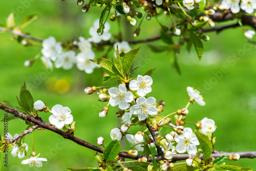 Blooming branches of a cherry tree close-up. A spring tree blooms with white petals in an orchard