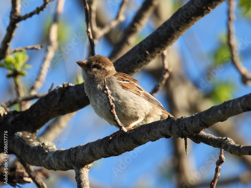 Sparrow