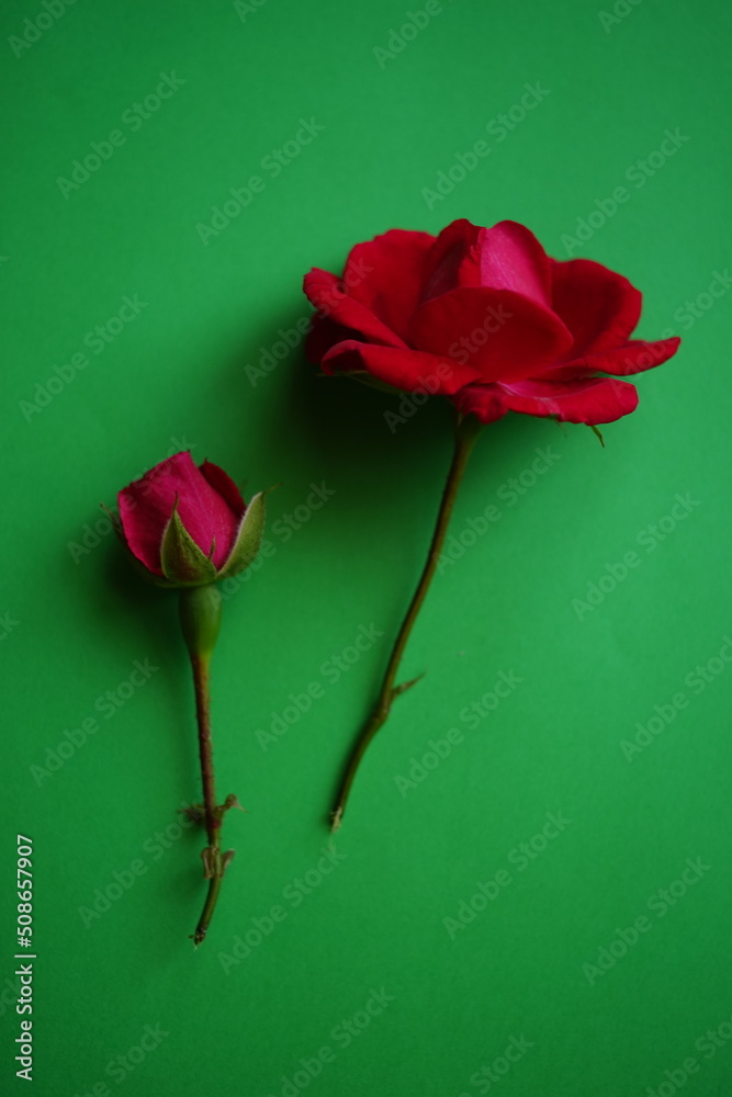 Two pink rose flowers on the green table, art card Two pink rose flowers on the green table, art card