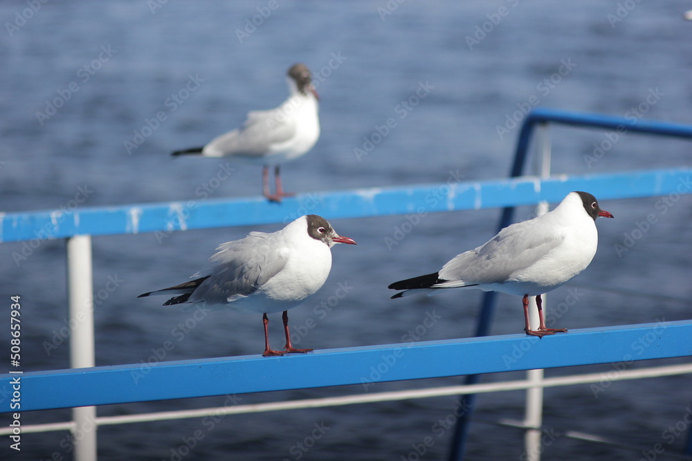 Obraz premium Seagulls sit on the railing.