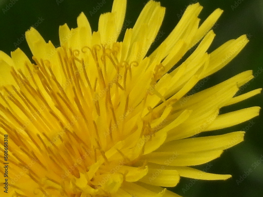 Fototapeta premium Dandelion Yellow