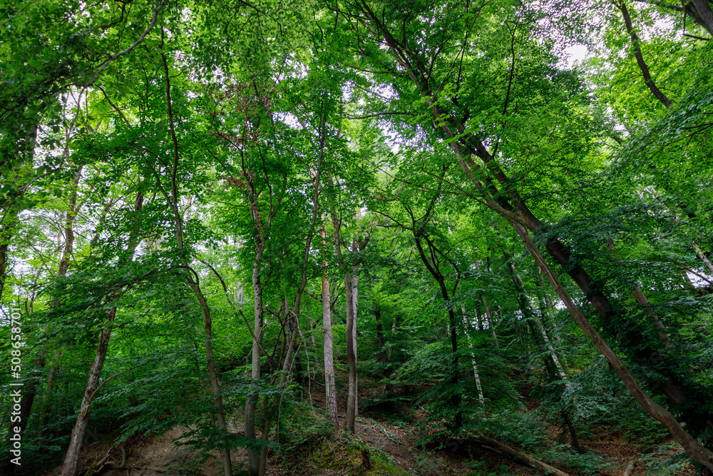 Forest Forest