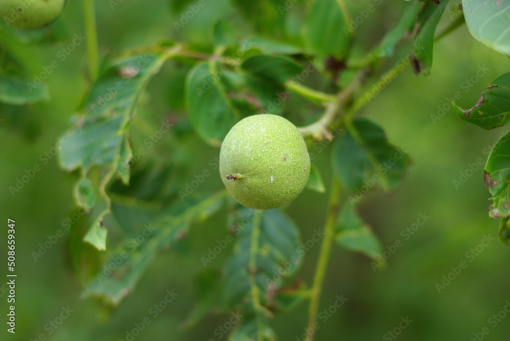 green walnut on tree