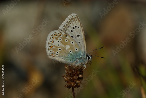 butterfly on leaf © halityasar