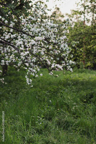 Closeup of a fruit tree with white blossom and green grass in spring. Beautiful nature background with copy space. Freshness, art, inspiration, beauty concept.