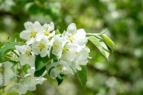 Blooming branches of an apple tree close-up. A spring tree blooms with pink and white petals in an orchard