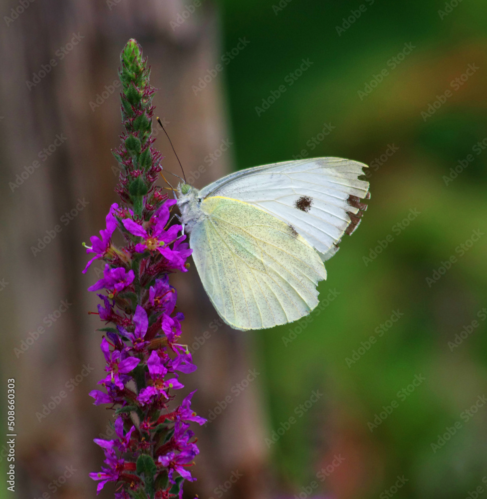 butterfly on flower butterfly on flower