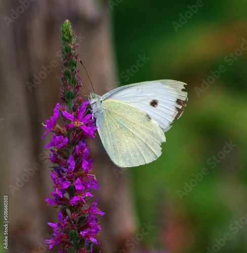 butterfly on flower