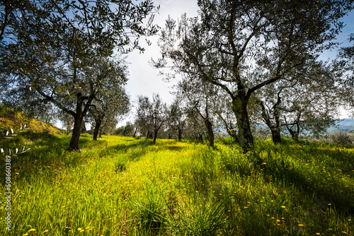 A field of olive trees in Italy in sunlight.