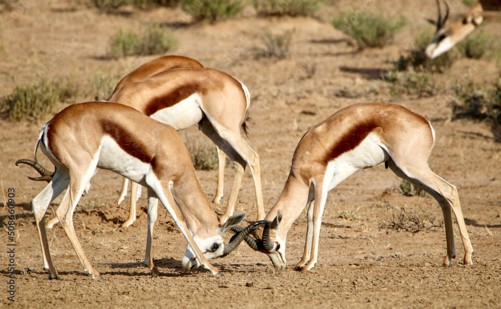Springbok rams rutting in the Kgalagadi, South Africa Springbok rams rutting in the Kgalagadi, South Africa
