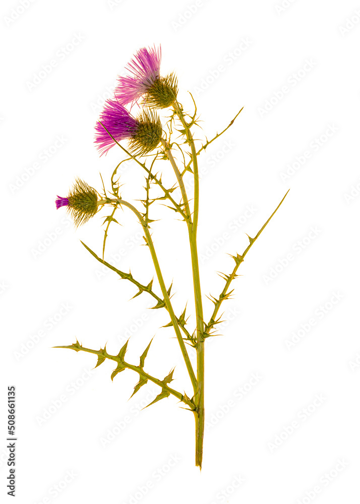 Tree thistle flowers during flowering isolated on white background.