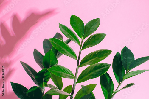 Close-up green leaves of home plant zamioculcas at pink background.