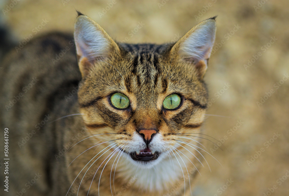 portrait of a cat