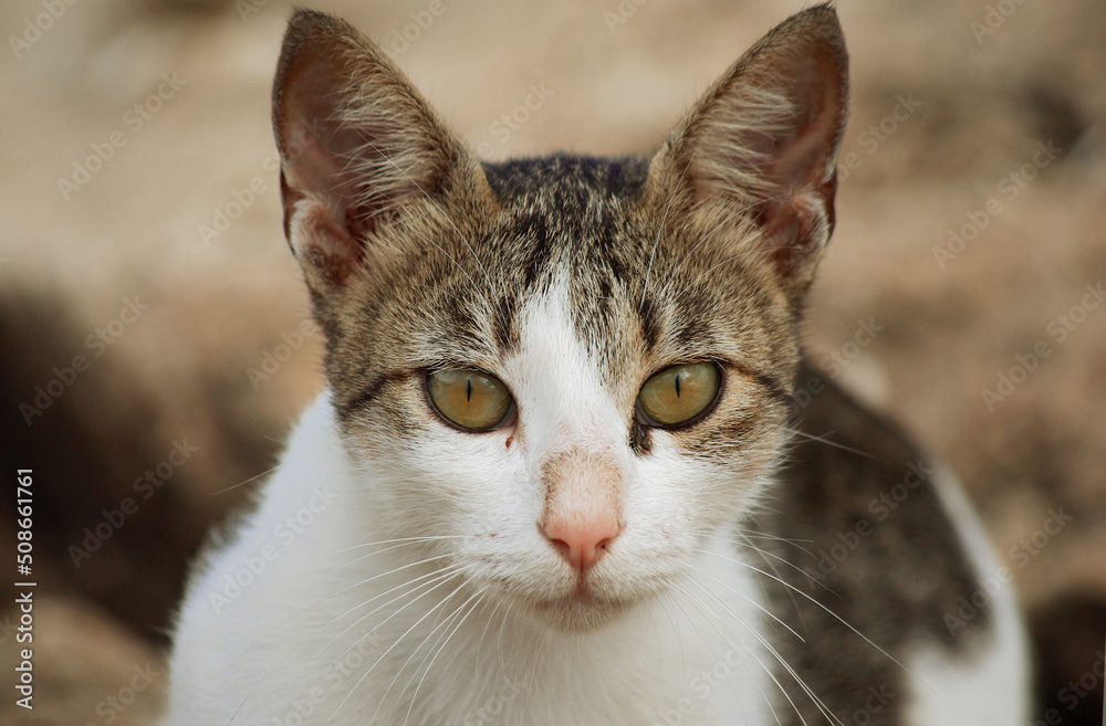 portrait of a cat