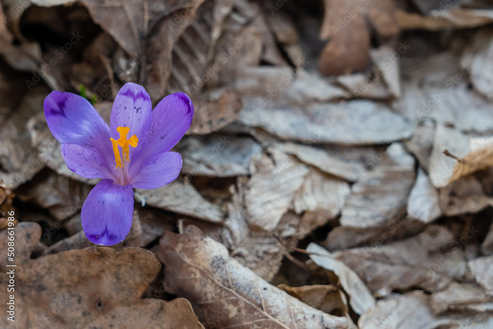 View on spring flower in forest View on spring flower in forest