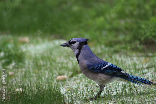 Blue Jay waiting to eat a peanut