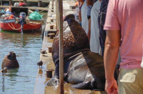 Seals in the marina port of Punta del Este feeding with fish from fishermen at market photo