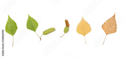 Birch leaves transition from green to autumn yellow.  