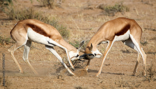 Springbok rams rutting in the Kgalagadi, South Africa