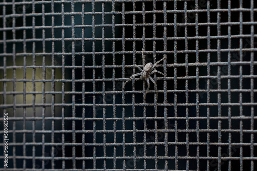 A seven-legged spider stands on a mosquito net