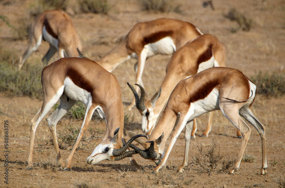 Springbok rams rutting in the Kgalagadi, South Africa Springbok rams rutting in the Kgalagadi, South Africa