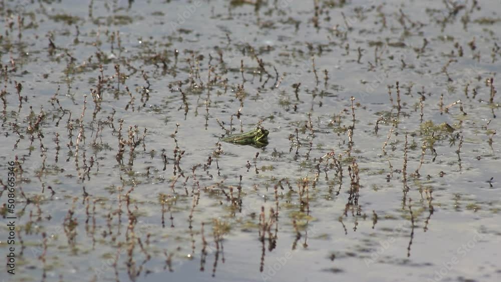 Big toad frog in the wild swampy nature Big toad frog in the wild swampy nature