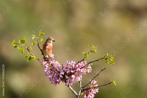 pardillo en primavera en rama con flores photo