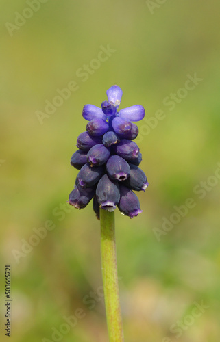blue grape hyacinth