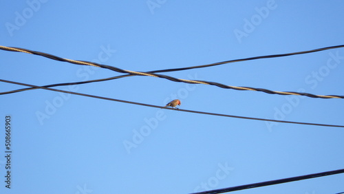 bird on a wire