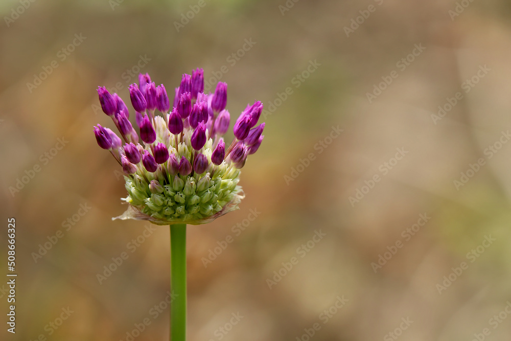Blütenstand des Allium beim Aufbruch im Frühling Blütenstand des Allium beim Aufbruch im Frühling
