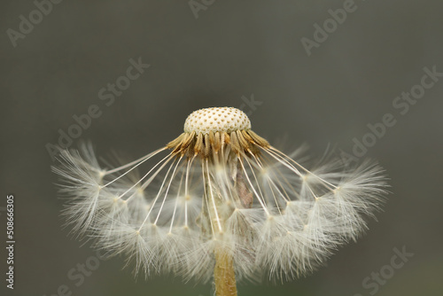 halber Samenstand der Pusteblume vor grauem Hintergrund