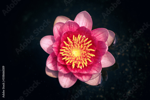 pink water lily or lotus flower view from above dark background