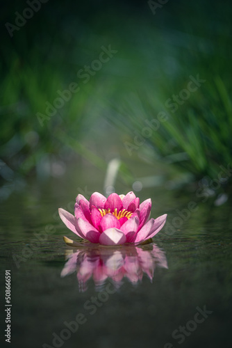 pink water lily or lotus flower reflected in water