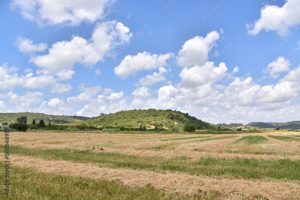 A close up of a dry grass field. High quality photo