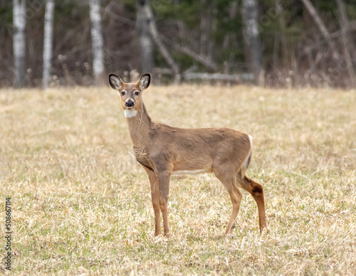 A white-tailed deer standing in a farmland field. 