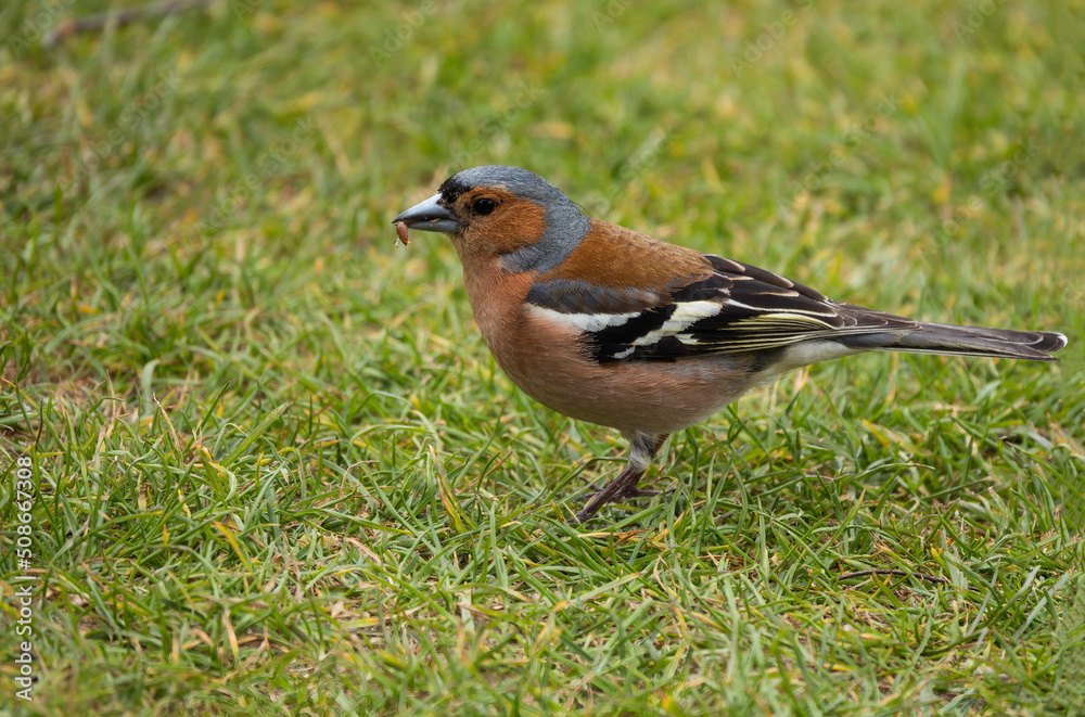 a cute finch bird looking for food in nature a cute finch bird looking for food in nature