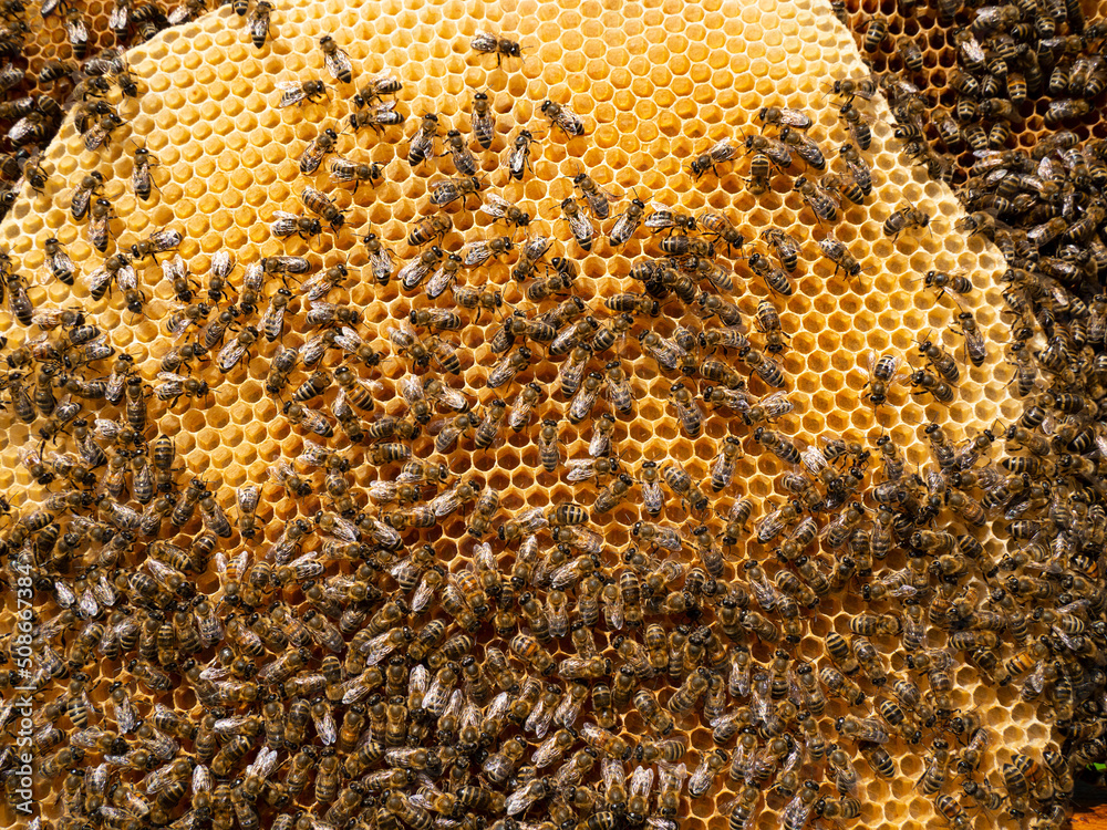 Building instinct of bees.
Bees build up with honeycombs all the free space in the hive. They lay eggs in them, place nectar and honey.
