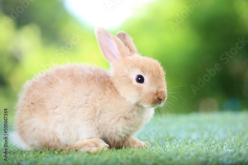 Cute little rabbit on green grass with natural bokeh as background during spring. Young adorable bunny playing in garden. Lovrely pet at park