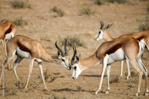 springbok in the Kgalagadi, South Africa