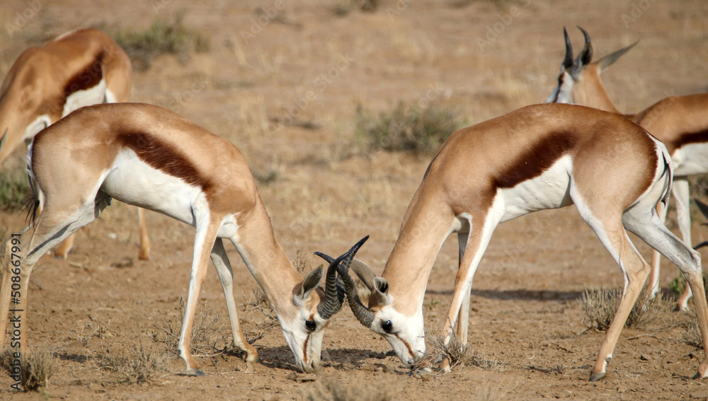 Springbok rams rutting in the Kgalagadi, South Africa Springbok rams rutting in the Kgalagadi, South Africa