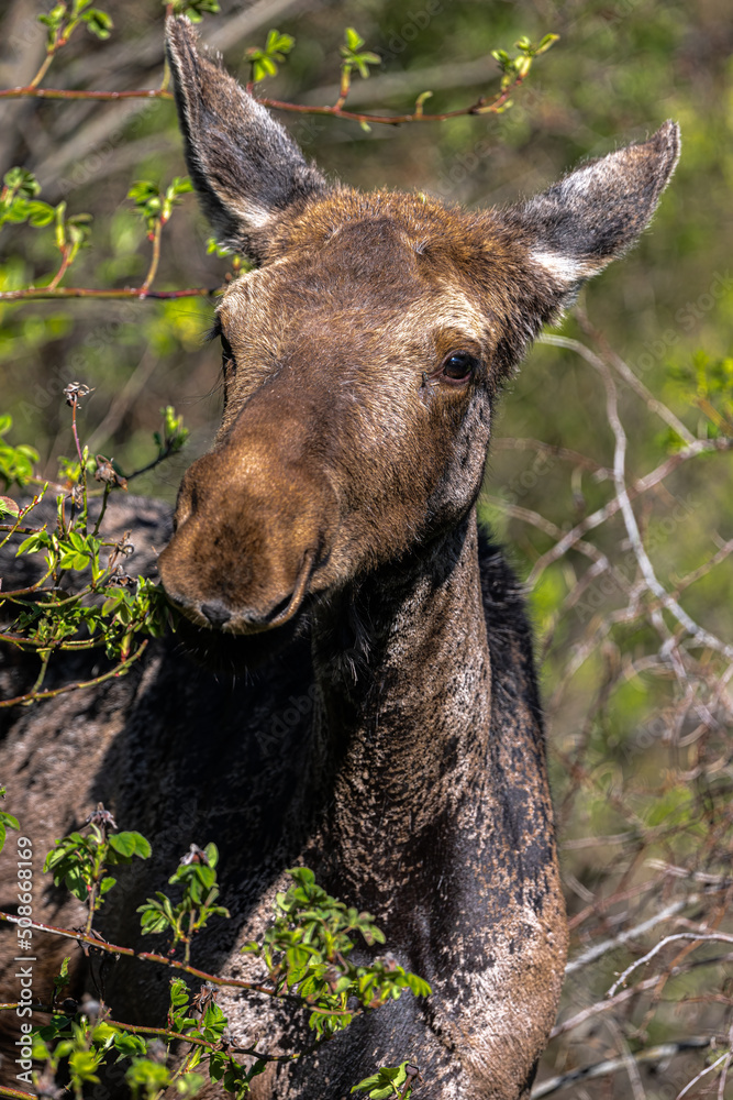 Young American Moose (Alces alces) Feeding on Shrubs in Spring Young American Moose (Alces alces) Feeding on Shrubs in Spring