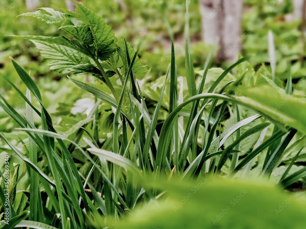 Obraz premium green grass background