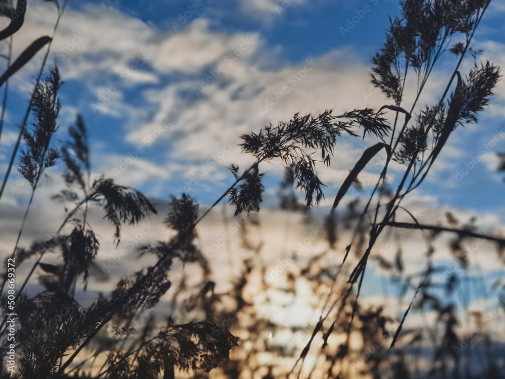 Obraz premium reeds at sunset