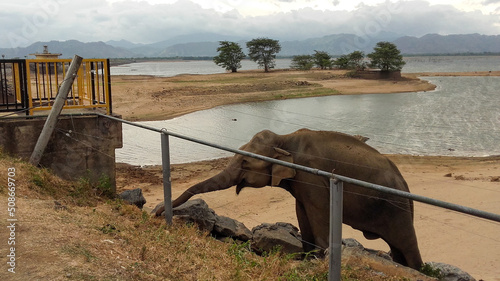 Canvas Print elephants