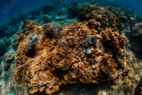 Tropical ocean with corals in underwater