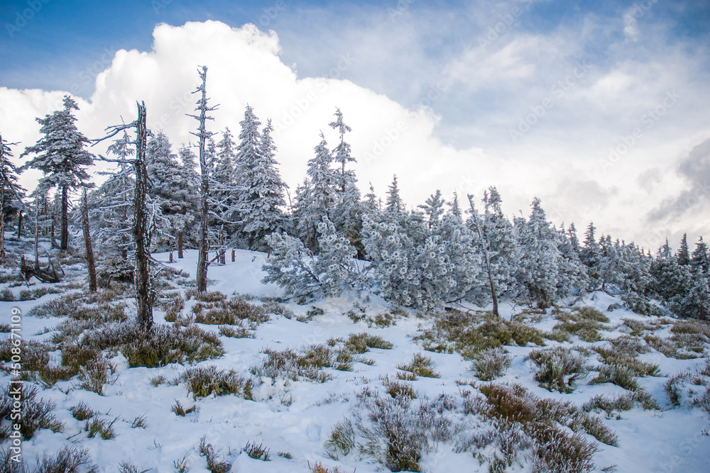 snow covered trees snow covered trees