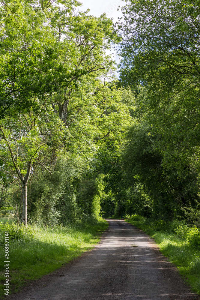 Chemin de randonnée autour du Marais du Grand Hazé à Briouze au printemps