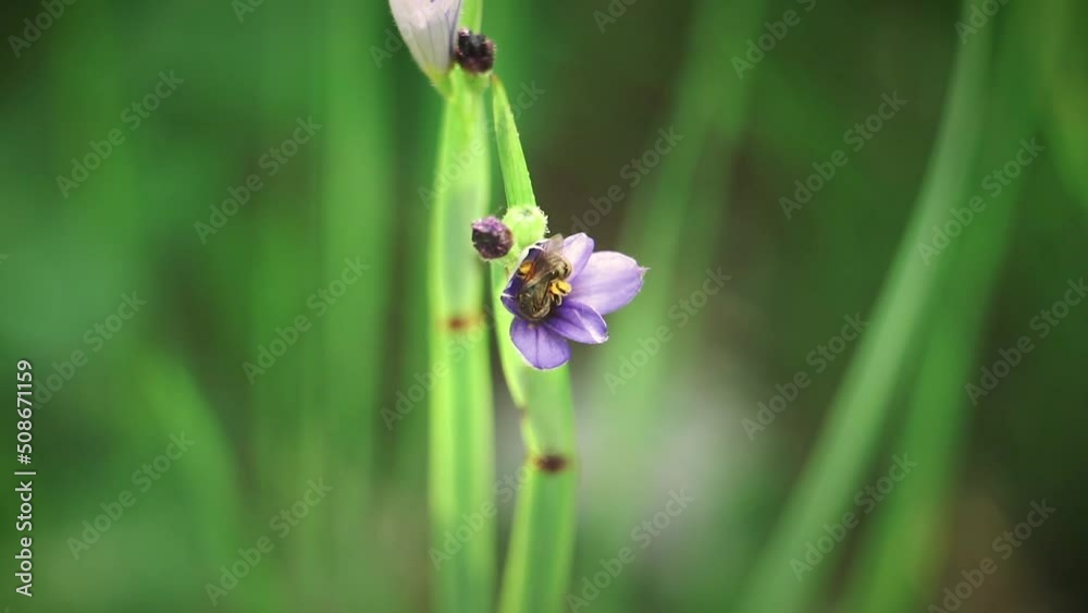 Metallic Green Sweat Bee pollinates purple summer garden flower in macro video Metallic Green Sweat Bee pollinates purple summer garden flower in macro video