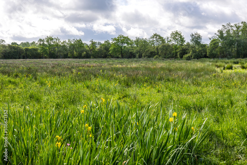 Paysage naturel du Marais du Grand Hazé à Briouze au printemps par une temps ensoleillé