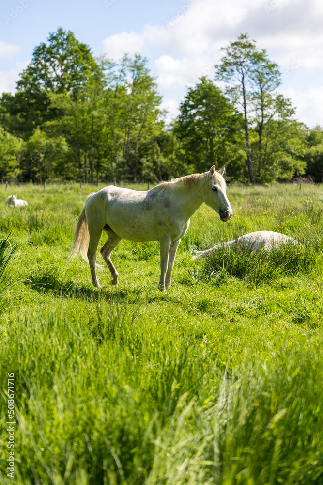Chevaux blancs dans les pâturages du Marais du grand Hazé à Briouze Chevaux blancs dans les pâturages du Marais du grand Hazé à Briouze